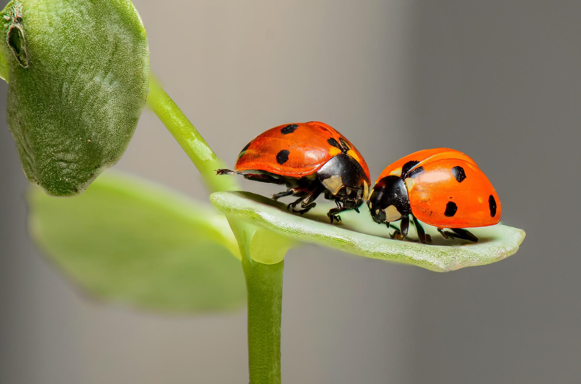 ladybugs-1593406_1920