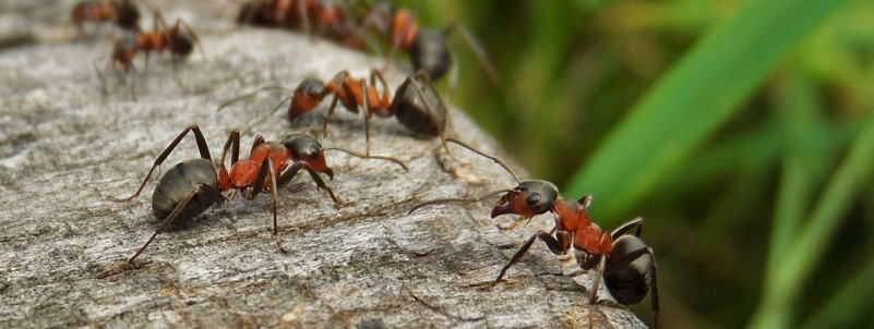 You are currently viewing Spotkanie z mrówkami